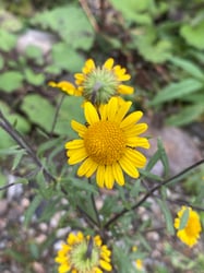 Photo 6 of Chrysanthemum spp.