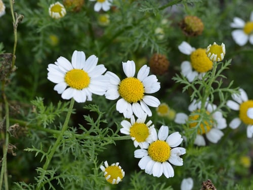 Photo 1 of Chrysanthemum spp.