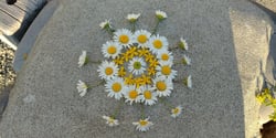 Photo 7 of Chrysanthemum spp.