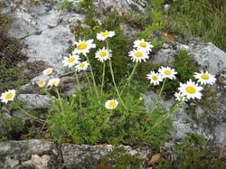 Photo 8 of Chrysanthemum spp.