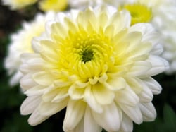 Photo 9 of Chrysanthemum spp.