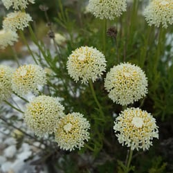 Photo 5 of Chrysanthemum spp.