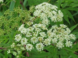 Photo 7 of Cicuta maculata