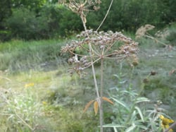 Photo 6 of Cicuta maculata