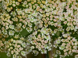 Photo 9 of Cicuta maculata