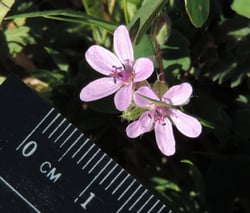 Photo 6 of Cicuta spp.