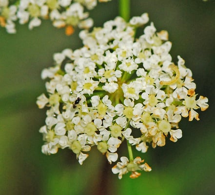 Photo 1 of Cicuta spp.