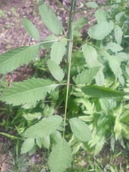 Photo 2 of Cicuta spp.