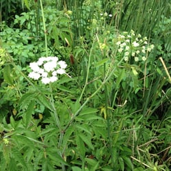 Photo 5 of Cicuta spp.