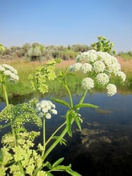 Photo 3 of Cicuta spp.