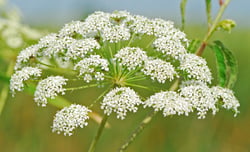 Photo 4 of Cicuta spp.