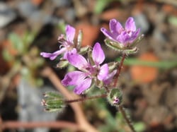 Photo 8 of Cicuta spp.