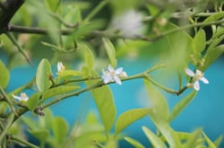 Photo 4 of Citrus aurantifolia