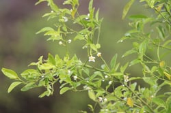 Photo 5 of Citrus aurantifolia