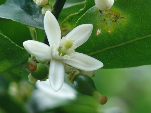 Photo 1 of Citrus aurantifolia