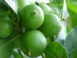 Photo 2 of Citrus aurantifolia