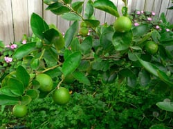 Photo 3 of Citrus aurantifolia