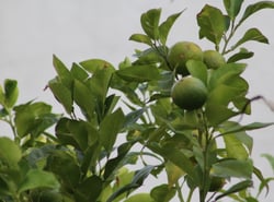 Photo 2 of Citrus limonia