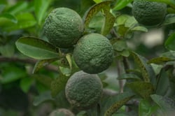 Photo 5 of Citrus limonia