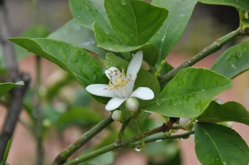Photo 1 of Citrus limonia