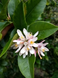 Photo 4 of Citrus limonia