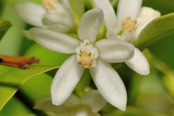 Photo 3 of Citrus mitis