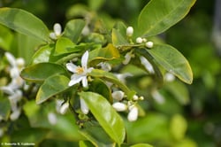 Photo 5 of Citrus paradisi