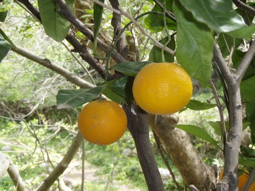 Photo 1 of Citrus paradisi