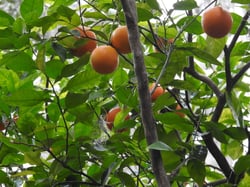 Photo 8 of Citrus paradisi