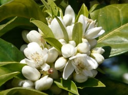 Photo 3 of Citrus paradisi