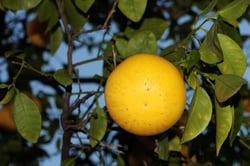 Photo 2 of Citrus sinensis
