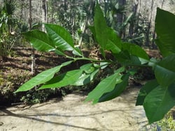 Photo 6 of Citrus sinensis