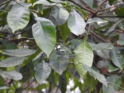 Photo 7 of Citrus sinensis