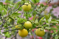 Photo 4 of Citrus sinensis