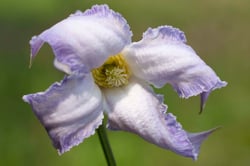 Photo 7 of Clematis spp.