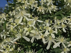 Photo 2 of Clematis spp.