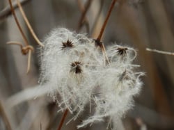 Photo 9 of Clematis spp.