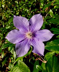 Photo 4 of Clematis spp.