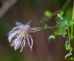 Photo 5 of Clematis spp.