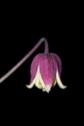 Photo 3 of Clematis spp.