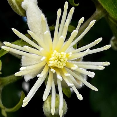 Photo 1 of Clematis spp.