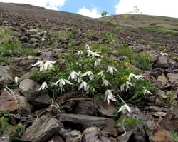 Photo 8 of Clematis spp.