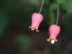 Photo 6 of Clematis spp.