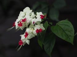 images/plants/clerodendrum-thomsoniae/6488185a3f3b045d394ba7c83012f08f