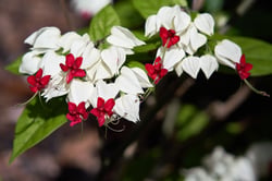 images/plants/clerodendrum-thomsoniae/6a22bec288d11305775600364a788ee2