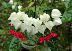 images/plants/clerodendrum-thomsoniae/8c76303c813a52abad8cd627b2072bb0