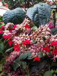 images/plants/clerodendrum-thomsoniae/9afca3fa1b22bb556238c6e6e08a8e04