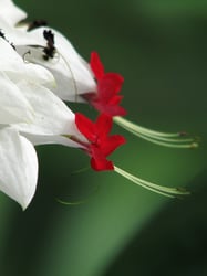 images/plants/clerodendrum-thomsoniae/d0ab419fc16126b708dff100cdac00e0