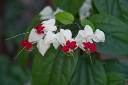images/plants/clerodendrum-thomsoniae/df2ce571069492e86708234c7e4e4941