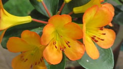 Photo 7 of Clivia spp.
